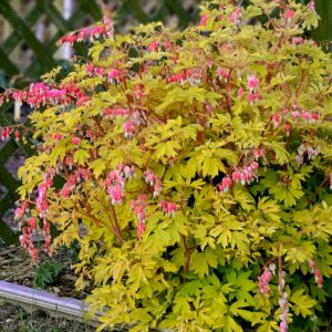 DICENTRA SPECTABILIS `GOLD HEART`