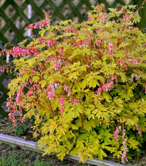 DICENTRA SPECTABILIS `GOLD HEART`