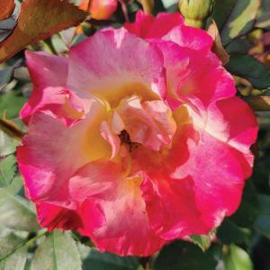 ROSA `SUNSET HORIZON`