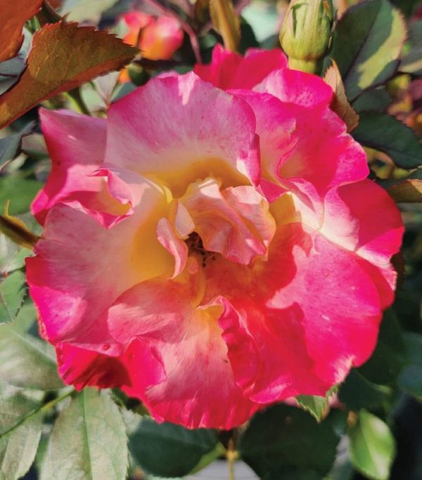 ROSA `SUNSET HORIZON`