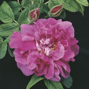 ROSA `HANSA`