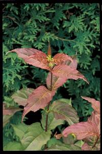 DIERVILLA LONICERA `COPPER`