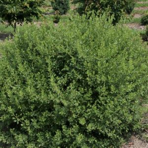 RHUS AROMATICA `LACETTE`