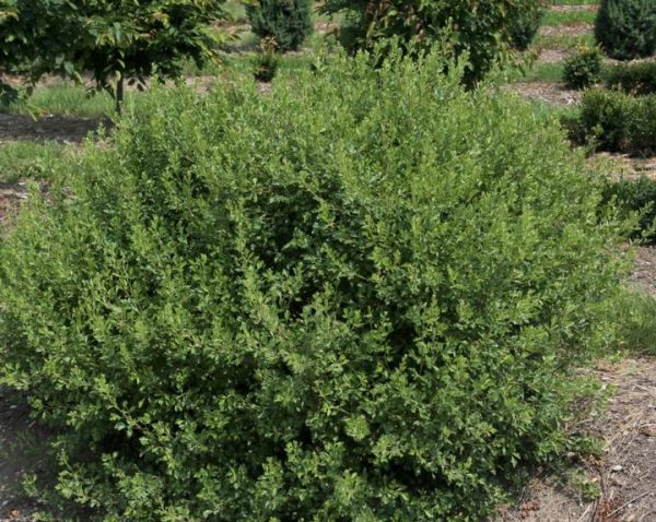 RHUS AROMATICA `LACETTE`