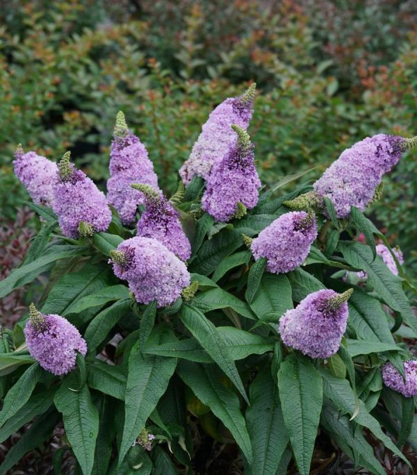 BUDDLEIA PUGSTER `AMETHYST`