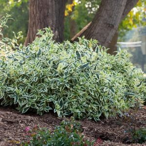 DIERVILLA SESSILIFOLIA `COOL SPLASH`