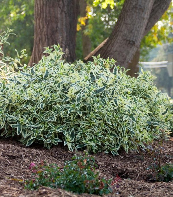 DIERVILLA SESSILIFOLIA `COOL SPLASH`