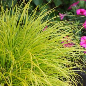 PENNISETUM ALOPECUROIDES `LUMEN GOLD`