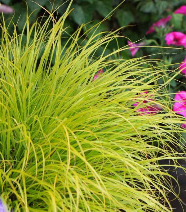 PENNISETUM ALOPECUROIDES `LUMEN GOLD`