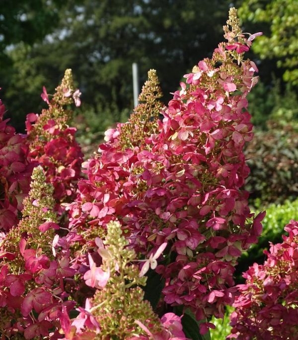 CG - HYDRANGEA PAN. `CANDELABRA`