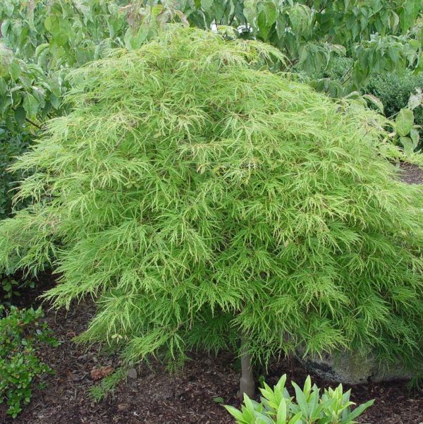 ACER PAL. DIS. `WATERFALL`