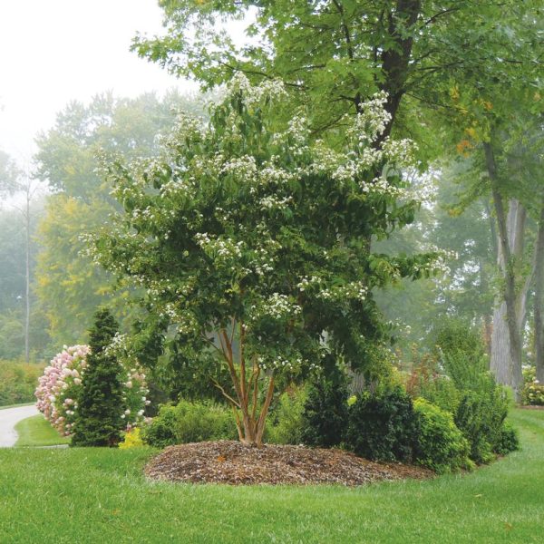 HEPTACODIUM MICONIOIDES `TEMPLE OF BLOOM`