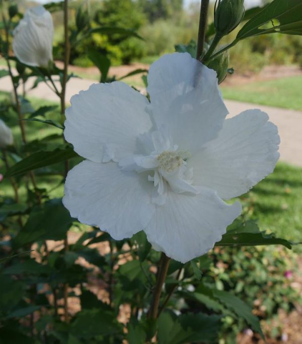 HIBISCUS SYR. `WHITE PILLAR`