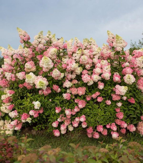 HYDRANGEA PAN. `BERRY WHITE`
