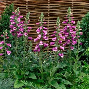DIGITALIS PURPUREA `DALMATION PURPLE`