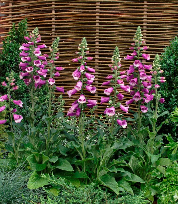 DIGITALIS PURPUREA `DALMATION PURPLE`