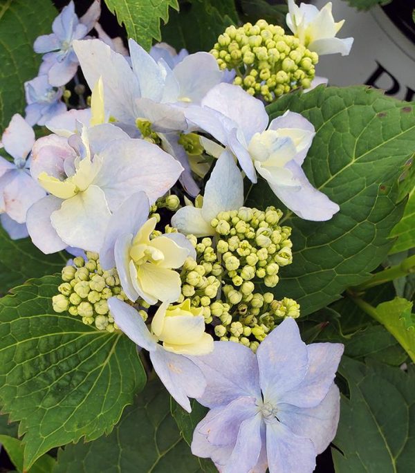 HYDRANGEA M.S. `TUFF STUFF AH-HA`