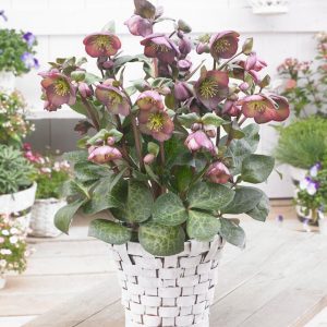 HELLEBORUS X FROSTKISS `DANA`S DULCET`