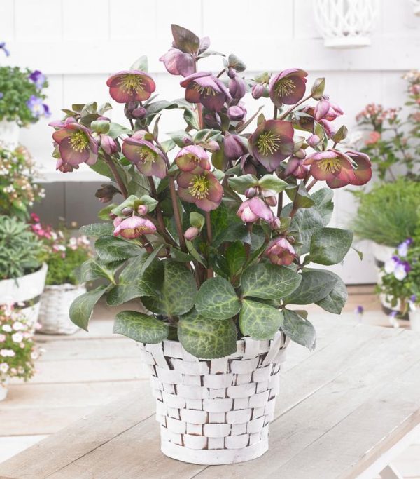 HELLEBORUS X FROSTKISS `DANA`S DULCET`