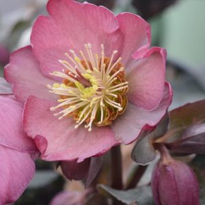 HELLEBORUS X FROSTKISS `PIPPA`S PURPLE`