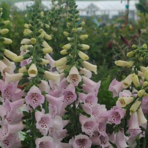 DIGITALIS PURPUREA `CAMELOT LAVENDER`