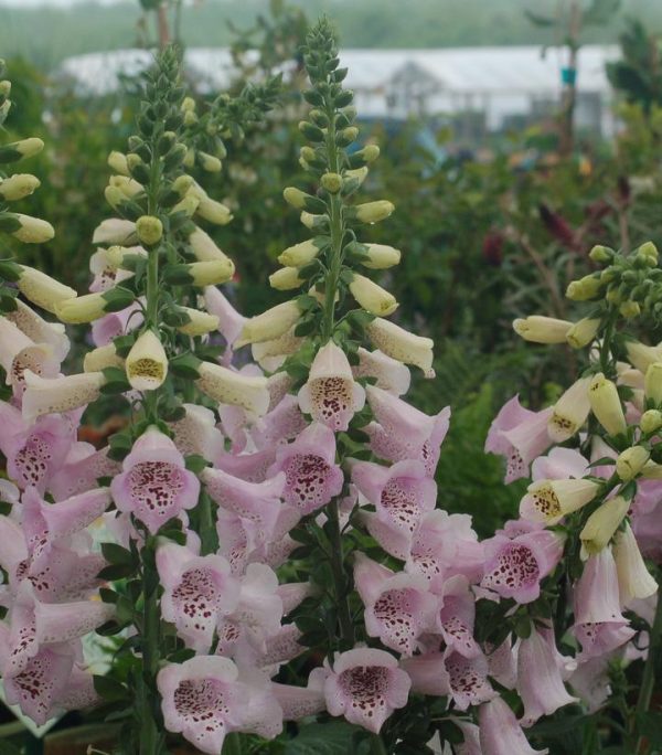DIGITALIS PURPUREA `CAMELOT LAVENDER`