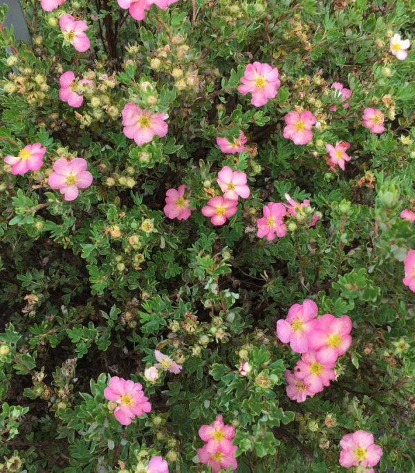 POTENTILLA FRUTICOSA HAPPY FACE `HEARTS`