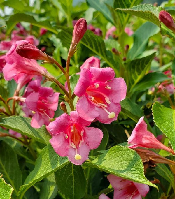 WEIGELA SNIPPET `DARK PINK`