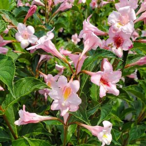 WEIGELA `SONIC BLOOM PURE PINK`