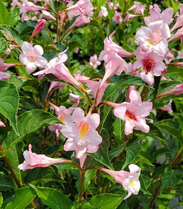 WEIGELA `SONIC BLOOM PURE PINK`