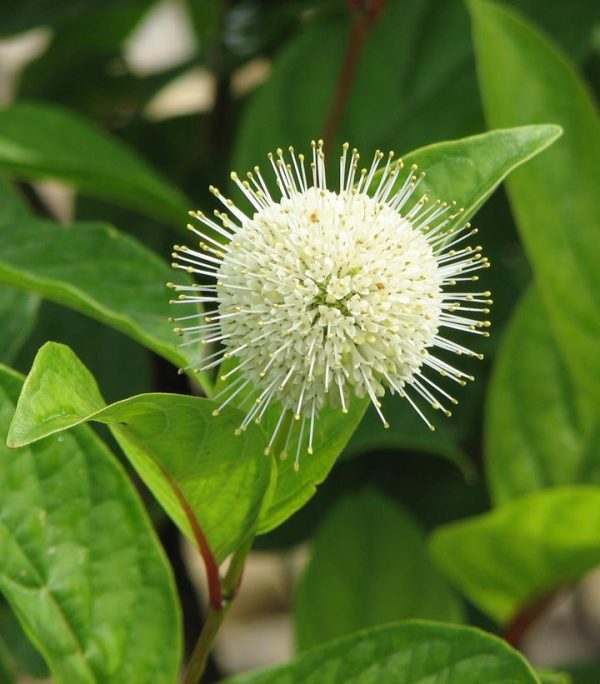CEPHALANTHUS OCCIDENTALIS `FIBER OPTICS`