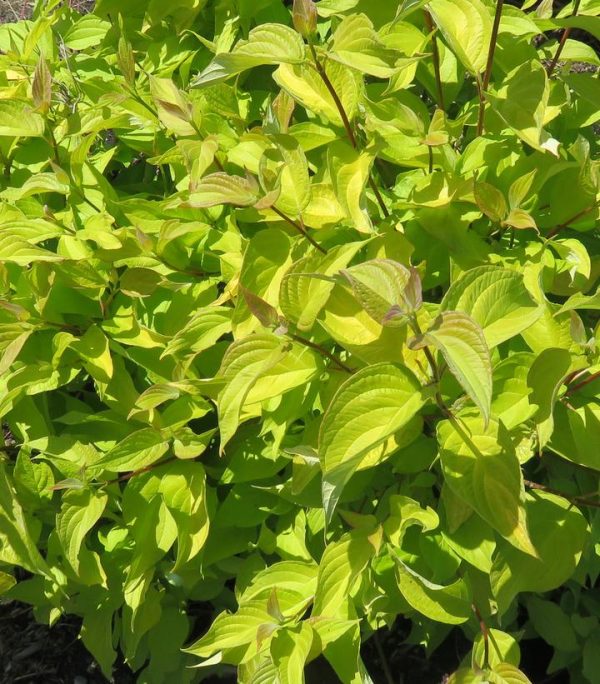 CORNUS ALBA `NEON BURST`