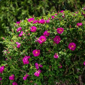 ROSA `LOTTY`S LOVE`