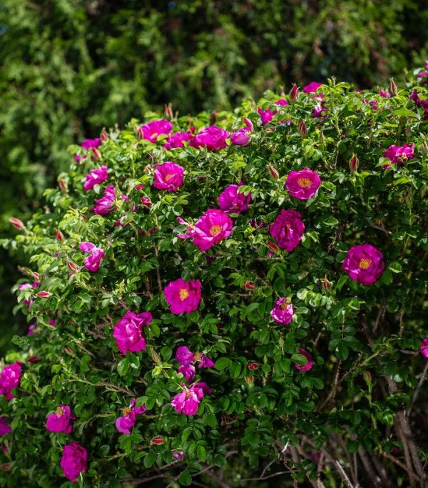 ROSA `LOTTY`S LOVE`