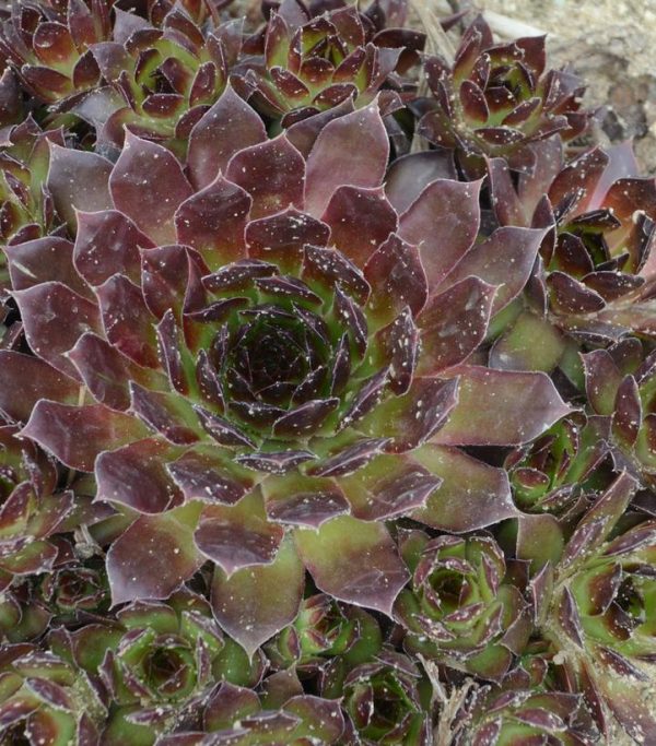 SEMPERVIVUM `BLACK`