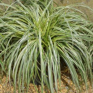 CAREX `FEATHER FALLS`