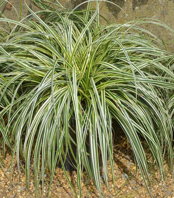 CAREX `FEATHER FALLS`