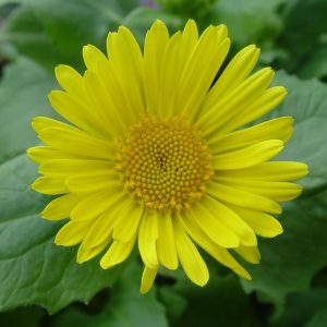 DORONICUM ORIENTALE LEONARDOT COMPACT