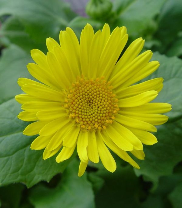 DORONICUM ORIENTALE LEONARDOT COMPACT