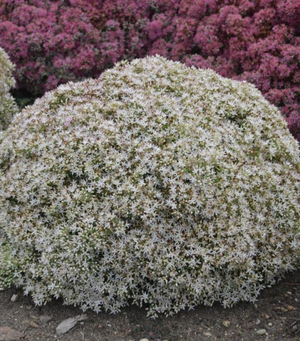 SEDUM ROCK `N ROUND `BUNDLE OF JOY`