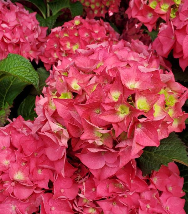 HYDRANGEA M `E.S.SUMMER CRUSH`