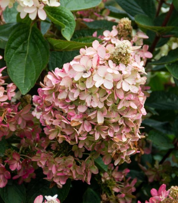 HYDRANGEA PAN.  `FLARE`