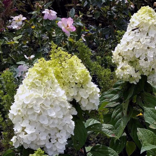 CG - HYDRANGEA PAN. `MOONROCK`