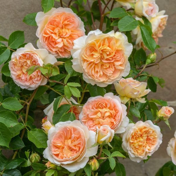 ROSA `BATHSHEBA`