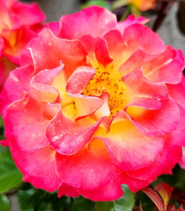 ROSA `TRUE SINCERITY`