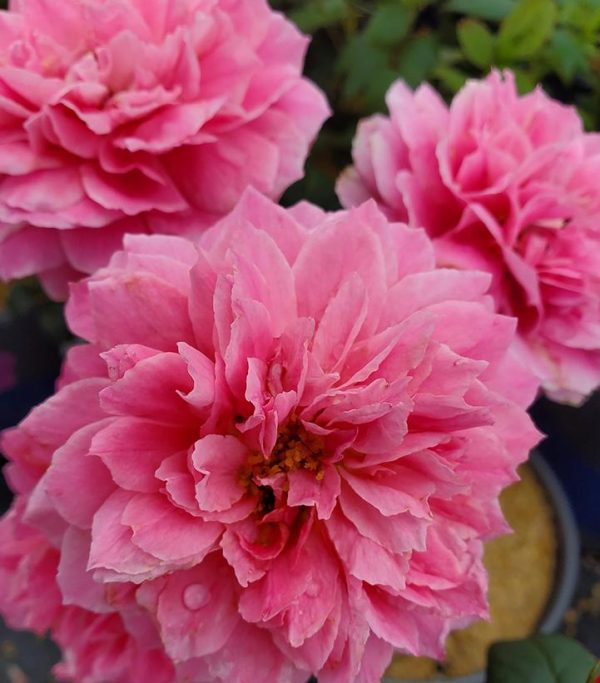 ROSA `TRUE INSPIRATION`