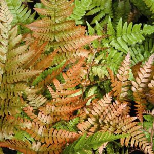 DRYOPTERIS ERYTHROSORA `BRILLIANCE`