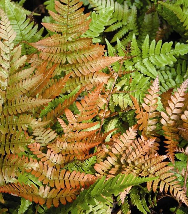 DRYOPTERIS ERYTHROSORA `BRILLIANCE`