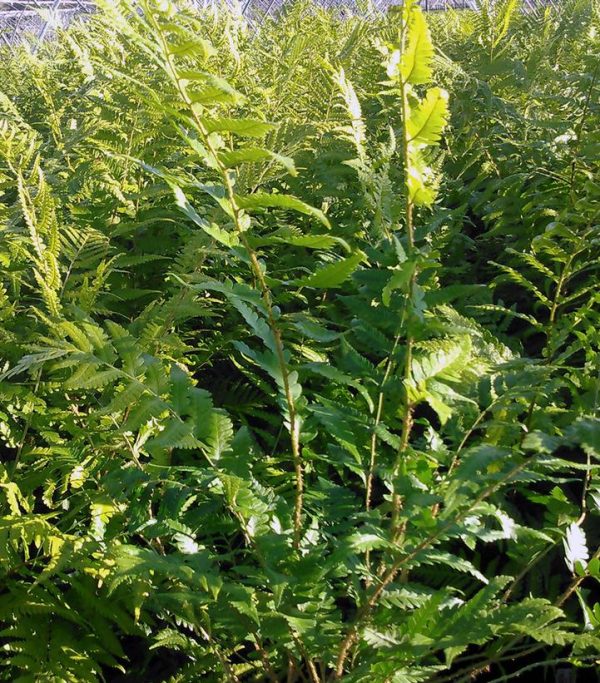DRYOPTERIS AUSTRALIS / DIXIE WOOD