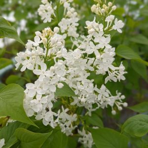SYRINGA X `BETSY ROSS`